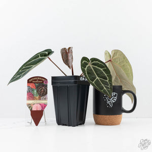Anthurium Michelle '10' x Home, Sweet Home '32' by DocBlock® (wk20-M)