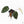Anthurium Michelle '10' x Home, Sweet Home '32' by DocBlock® (wk20-M)