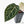 Anthurium Michelle '10' x Home, Sweet Home '32' by DocBlock® (wk20-M)