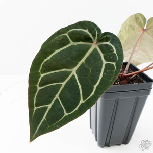 Anthurium Michelle '10' x Home, Sweet Home '32' by DocBlock® (wk20-M)