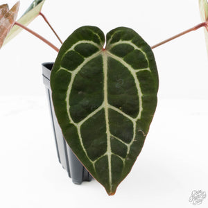 Anthurium Michelle '10' x Home, Sweet Home '32' by DocBlock® (wk20-M)