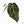 Anthurium Michelle '10' x Home, Sweet Home '32' by DocBlock® (wk20-M)