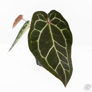 Anthurium Michelle '10' x Home, Sweet Home '32' by DocBlock® (wk20-M)