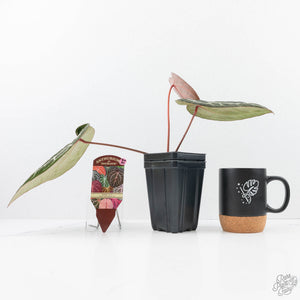 Anthurium Michelle '10' x Home, Sweet Home '32' by DocBlock® (wk20-N)