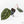Anthurium Michelle '10' x Home, Sweet Home '32' by DocBlock® (wk20-N)