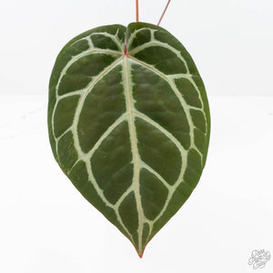 Anthurium Michelle '10' x Home, Sweet Home '32' by DocBlock® (wk20-N)