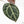 Anthurium Michelle '10' x Home, Sweet Home '32' by DocBlock® (wk20-N)