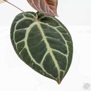 Anthurium Michelle '10' x Home, Sweet Home '32' by DocBlock® (wk20-N)