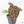 Anthurium Michelle '10' x Home, Sweet Home '32' by DocBlock® (wk21-I)