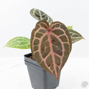 Anthurium Michelle '10' x Home, Sweet Home '32' by DocBlock® (wk21-I)