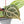 Anthurium Michelle '10' x Home, Sweet Home '32' by DocBlock® (wk21-I)