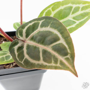 Anthurium Michelle '10' x Home, Sweet Home '32' by DocBlock® (wk21-I)