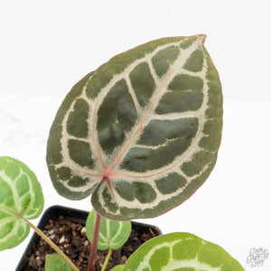 Anthurium Michelle '10' x Home, Sweet Home '32' by DocBlock® (wk21-I)