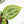 Anthurium Michelle '10' x Home, Sweet Home '32' by DocBlock® (wk21-I)