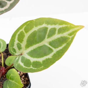 Anthurium Michelle '10' x Home, Sweet Home '32' by DocBlock® (wk21-I)