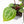 Anthurium Michelle '10' x Home, Sweet Home '32' by DocBlock® (wk21-I)