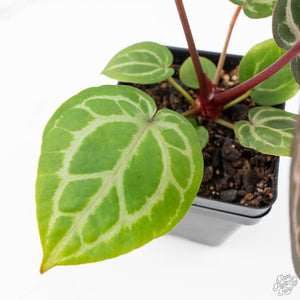 Anthurium Michelle '10' x Home, Sweet Home '32' by DocBlock® (wk21-I)
