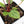 Anthurium Michelle '10' x Home, Sweet Home '32' by DocBlock® (wk21-I)