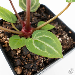 Anthurium Michelle '10' x Home, Sweet Home '32' by DocBlock® (wk21-I)