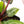 Anthurium Michelle '10' x Home, Sweet Home '32' by DocBlock® (wk21-I)