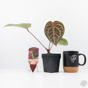 Anthurium Michelle '10' x Home, Sweet Home '32' by DocBlock® (wk22-G)