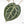 Anthurium Michelle '10' x Home, Sweet Home '32' by DocBlock® (wk22-G)