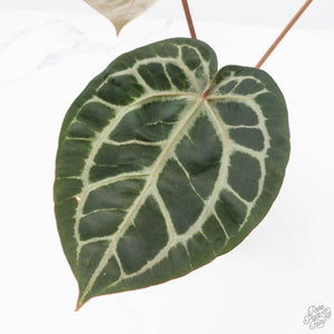 Anthurium Michelle '10' x Home, Sweet Home '32' by DocBlock® (wk22-G)