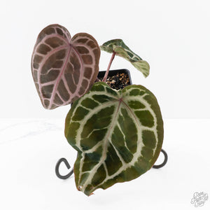 Anthurium Michelle '10' x Home, Sweet Home '32' by DocBlock® (wk23-H)