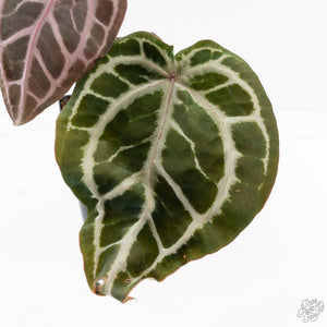 Anthurium Michelle '10' x Home, Sweet Home '32' by DocBlock® (wk23-H)