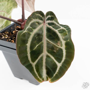 Anthurium Michelle '10' x Home, Sweet Home '32' by DocBlock® (wk23-H)