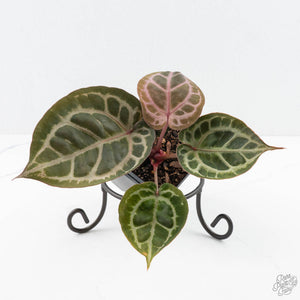 Anthurium Michelle '10' x Home, Sweet Home '32' by DocBlock® (wk24-E)