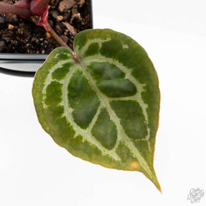 Anthurium Michelle '10' x Home, Sweet Home '32' by DocBlock® (wk24-E)