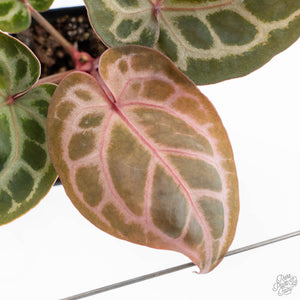 Anthurium Michelle '10' x Home, Sweet Home '32' by DocBlock® (wk24-E)