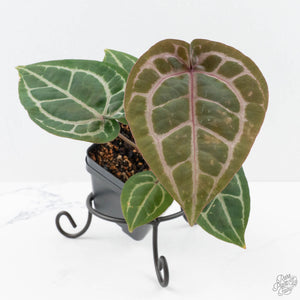Anthurium Michelle '10' x Home, Sweet Home '32' by DocBlock® (wk25-I) *Purple Veins*