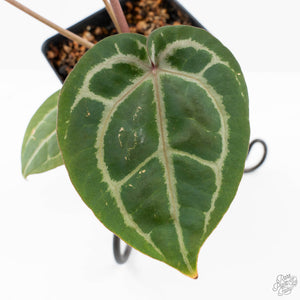 Anthurium Michelle '10' x Home, Sweet Home '32' by DocBlock® (wk25-I) *Purple Veins*