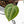 Anthurium Michelle '10' x Home, Sweet Home '32' by DocBlock® (wk25-I) *Purple Veins*