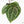 Anthurium Michelle '10' x Home, Sweet Home '32' by DocBlock® (wk25-I) *Purple Veins*