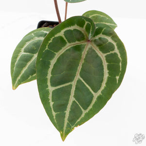Anthurium Michelle '10' x Home, Sweet Home '32' by DocBlock® (wk25-I) *Purple Veins*