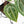 Anthurium Michelle '10' x Home, Sweet Home '32' by DocBlock® (wk25-I) *Purple Veins*