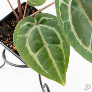 Anthurium Michelle '10' x Home, Sweet Home '32' by DocBlock® (wk25-I) *Purple Veins*