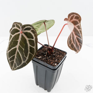 Anthurium Michelle '10' x Home, Sweet Home '32' by DocBlock® (wk25-K)