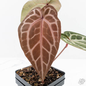 Anthurium Michelle '10' x Home, Sweet Home '32' by DocBlock® (wk26-G)