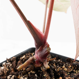 Anthurium Michelle '10' x Home, Sweet Home '32' by DocBlock® (wk26-G)