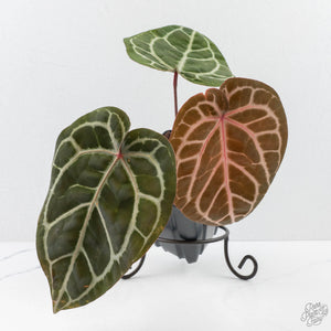 Anthurium Michelle '10' x Home, Sweet Home '32' by DocBlock® (wk26-K)