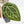 Anthurium Michelle '10' x Home, Sweet Home '32' by DocBlock® (wk26-K)