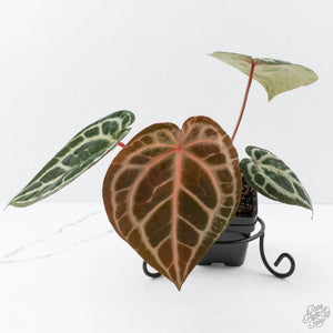 Anthurium Michelle '10' x Home, Sweet Home '32' by DocBlock® (wk27-A)