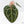 Anthurium Michelle '10' x Home, Sweet Home '32' by DocBlock® (wk27-A)