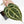 Anthurium Michelle '10' x Home, Sweet Home '32' by DocBlock® (wk27-A)