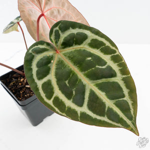 Anthurium Michelle '10' x Home, Sweet Home '32' by DocBlock® (wk27-A)