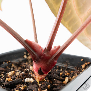 Anthurium Michelle '10' x Home, Sweet Home '32' by DocBlock® (wk27-A)